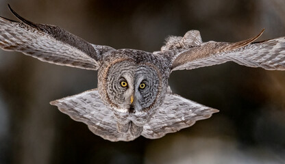 Great Grey Owl in Flight 