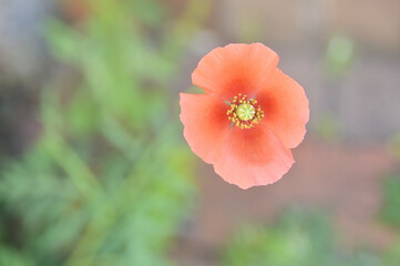 A single poppy flower photographed in Tokyo, Japan.