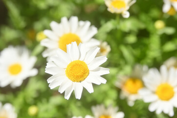 Obraz na płótnie Canvas Snow daisy flowers bloom in early spring. White flowers, in Tokyo, Japan.