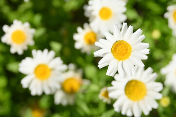 Snow daisy flowers bloom in early spring. White flowers, in Tokyo, Japan.