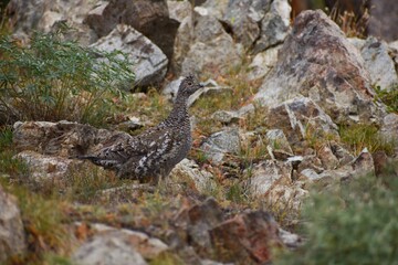 Dusky Grouse