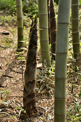 In a bamboo grove in Tokyo, Japan. An overgrown bamboo shoot.