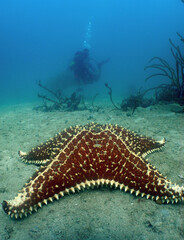 underwater sea star , caribbean sea , Venezuela