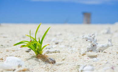 沖縄 久米島 はての浜の白い砂浜