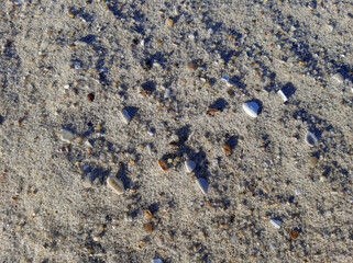 Beach sand background with pebbles, shells and texture. High quality photo