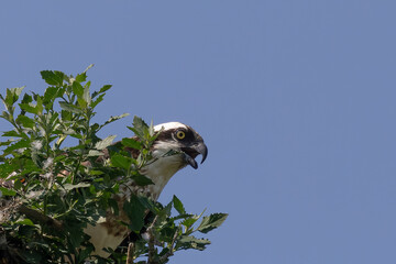 The western osprey (Pandion halliaetus) on the nest.