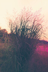 Wild grass brushes in a pink light-lit green meadow. 