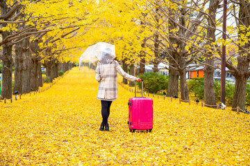 Asian woman tourist walking with pink luggage looking at beautiful yellow ginkgo leaves falling...