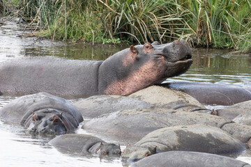 Hippos relaxing in a muddy pool of water in Ngorongoro Crater.