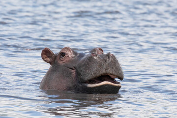 A hippo swimming in a lake in Ngorongoro crater. - obrazy, fototapety, plakaty
