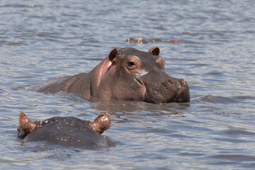 Fototapeta premium Hippos swimming in a lake in Ngorongoro crater.