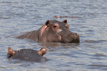 Hippos swimming in a lake in Ngorongoro crater.
