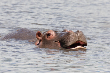 A hippo swimming in a lake in Ngorongoro crater.