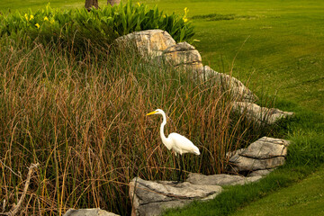 Fototapeta premium White Heron in the Reeds