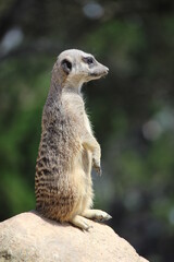 meerkat on guard