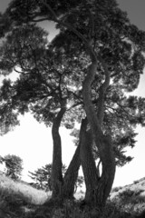 Fototapeta premium 바다와 밤