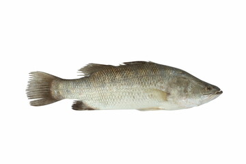 Fresh sea bass fish isolated on white.Fresh food concept.