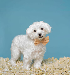 one small white maltipoo dog wearing a yellow bow tie posing for the camera in a studio by a blue wall in the background 