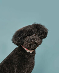 one small black poodle dog wearing a collar posing and looking for the camera by a blue background