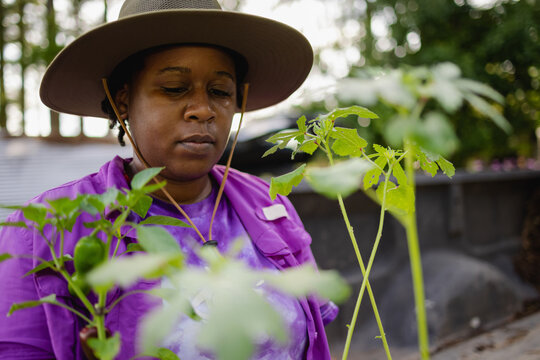 Female farmer in hat looking at seedlings