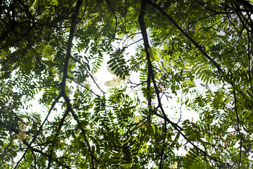 tree in the sun