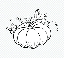 Hand drawn  pumpkins on paper background.vector illustration