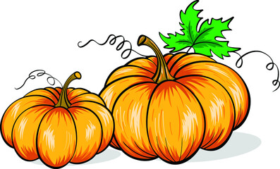 Orange pumpkin with green leaves , vector illustration.