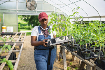 Female farmer carrying seedlings in greenhouse