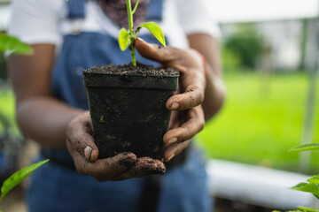 Close up of Black farmers hands holding seedling in pot
