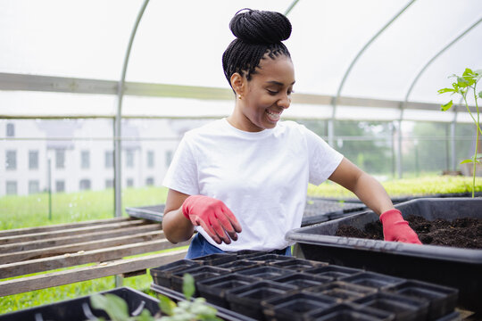 Female farmer planting seedling in greenhouse