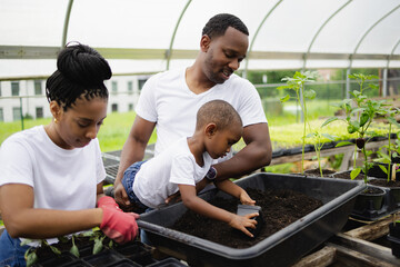 Black Parents with son planting seedlings in greenhouse