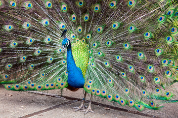 Obraz premium Peacock with spread feathers. 