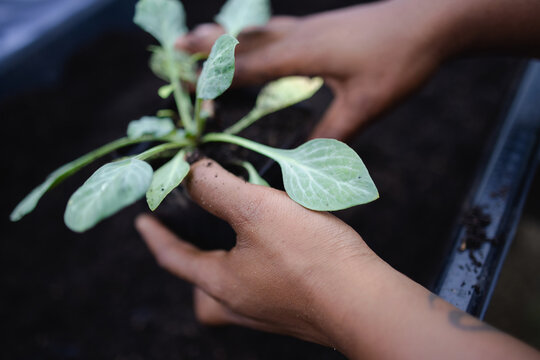 Close up of farmers hands holding seedling