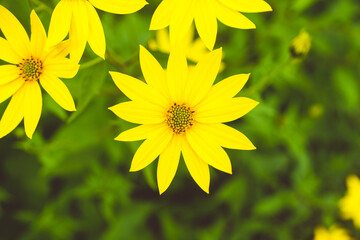 Beautiful yellow blooming Jerusalem artichoke in the garden. Selective focus. Shallow depth of field.