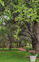 tree in garden