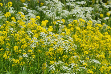 Fototapeta premium Summer background of flowering meadow plants on a natural background with soft selective focus.