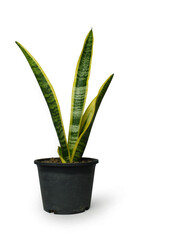 Dracaena trifasciata