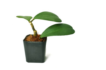 Hoya kerrii Craib (heart-shaped tree), Sweetheart Hoya in pots isolated on white background.
