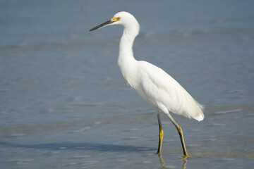 Obraz premium Snowy Egret on the beach