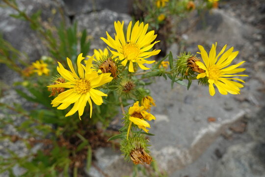 Grindelia integrifolia (Puget Sound Gumweed) is a species of perennial herb in the family Asteraceae.