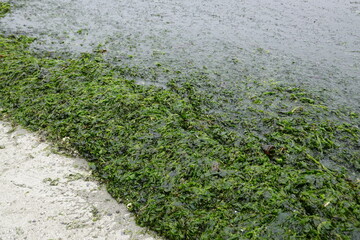 The green algae (singular: green alga) are a large, informal grouping of algae consisting of the Chlorophyta and Charophyta/Streptophyta.