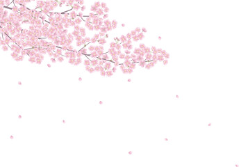満開の桜の枝散り始めた花びら。和風