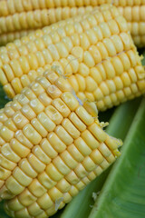 Fresh corn on banana leaf, closeup