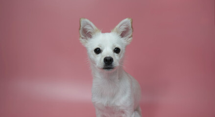 앉아있는 흰색 잡종 강아지 A sitting mixed white dog