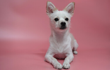 앉아있는 흰색 잡종 강아지 A sitting mixed white dog