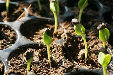 Sunflower seedlings in nature garden