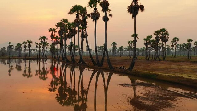 Aerial view of Dong Tan trees in green rice field in national park at sunset in Sam Khok district in rural area, Pathum Thani, Thailand. Nature landscape tourist attraction in travel trip concept.