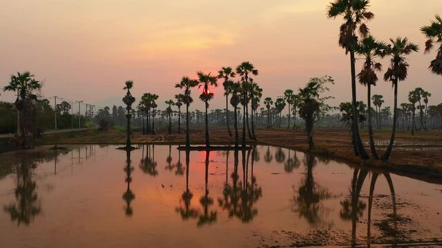 Aerial view of Dong Tan trees in green rice field in national park at sunset in Sam Khok district in rural area, Pathum Thani, Thailand. Nature landscape tourist attraction in travel trip concept.