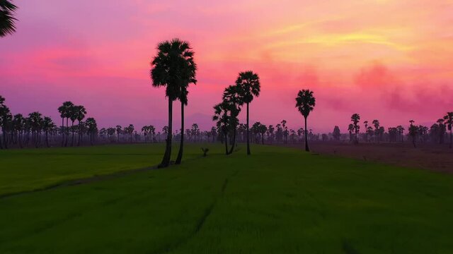 Aerial view of Dong Tan trees in green rice field in national park at sunset in Sam Khok district in rural area, Pathum Thani, Thailand. Nature landscape tourist attraction in travel trip concept.