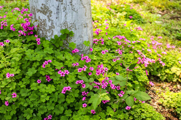 flowers in the garden